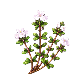 branche_thym.png