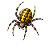 case_araigne_001.png