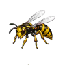 case_guepe_002.png