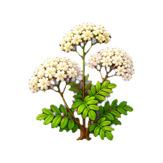 plante_acacia.png
