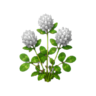 plante_luzerne.png