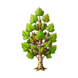 plante_propolis.png